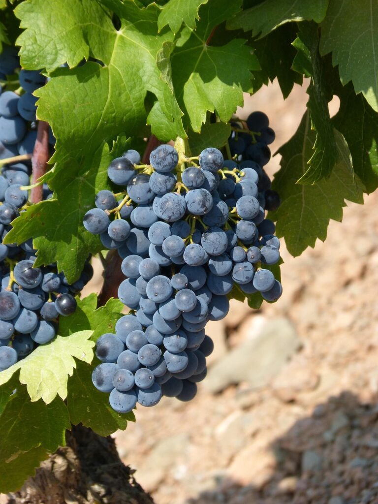 vineyard, strain, grape, black grape, priorat, doq priorat, viticulture, grape, grape, grape, grape, grape, black grape, black grape, black grape, priorat